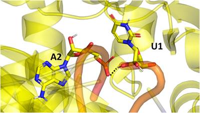 RNA-protein complexes and force field polarizability